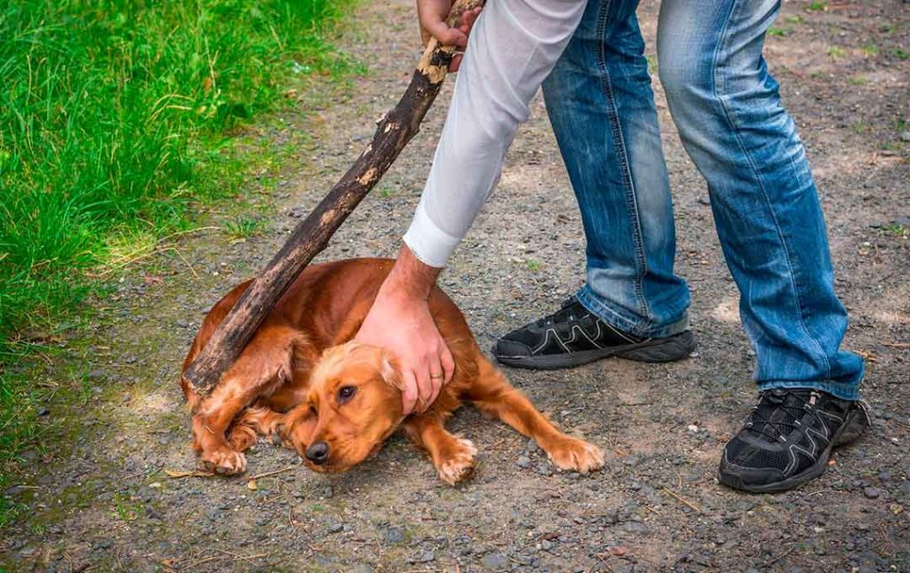 Soñar Que Alguien Le Pega a un Perro