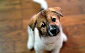 ¿Qué haces con ese perro ctm?