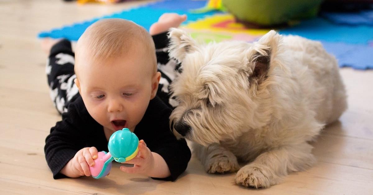 perro beneficios niños familia