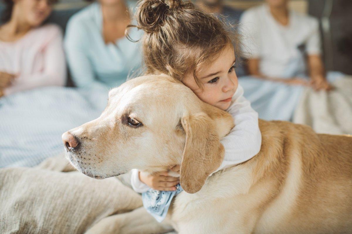 perro salud adultos mayores