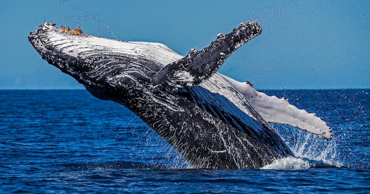 Curiosidades de ballenas