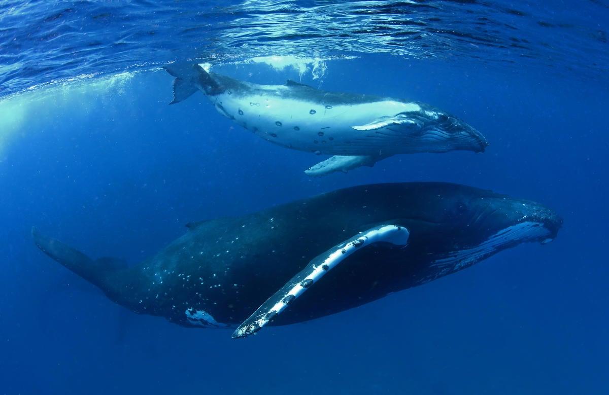 Migración de ballenas
