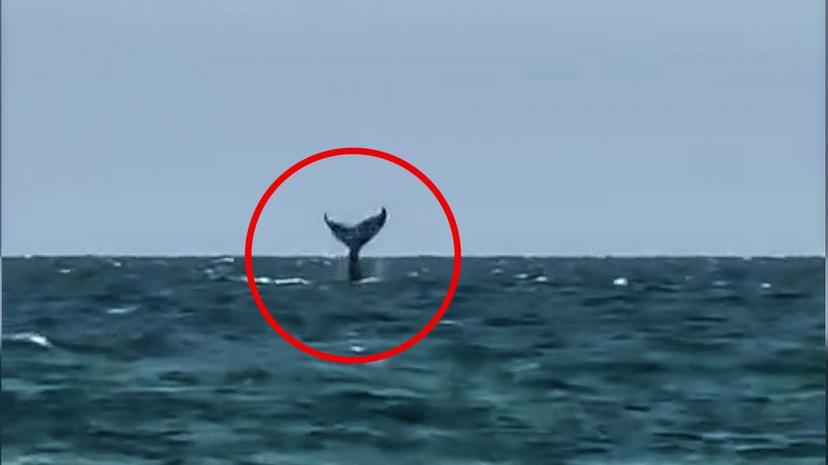 Ballenas y el equilibrio marino