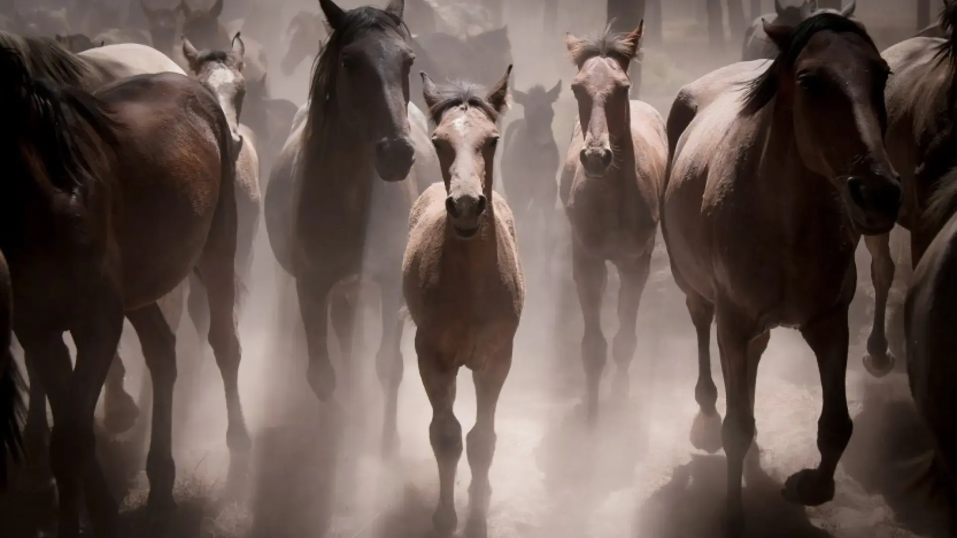 caballo inteligente
