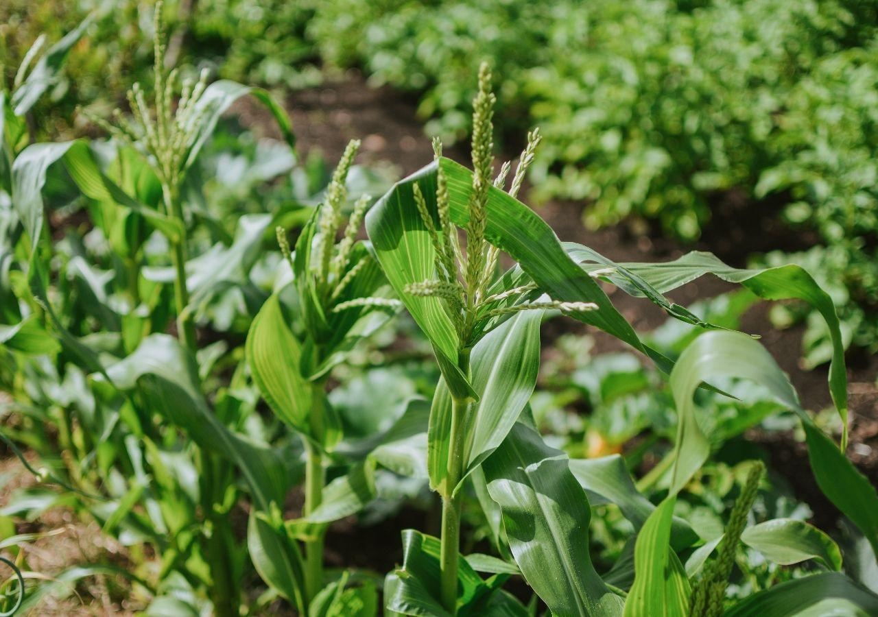 Sonidos producidos por plantas