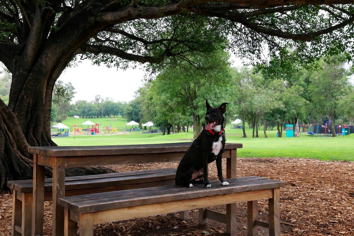Destino Pet Friendly playa y rutas