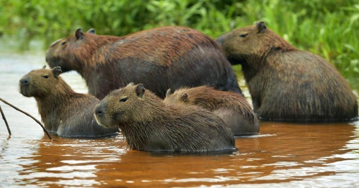 Curiosidades del capibara