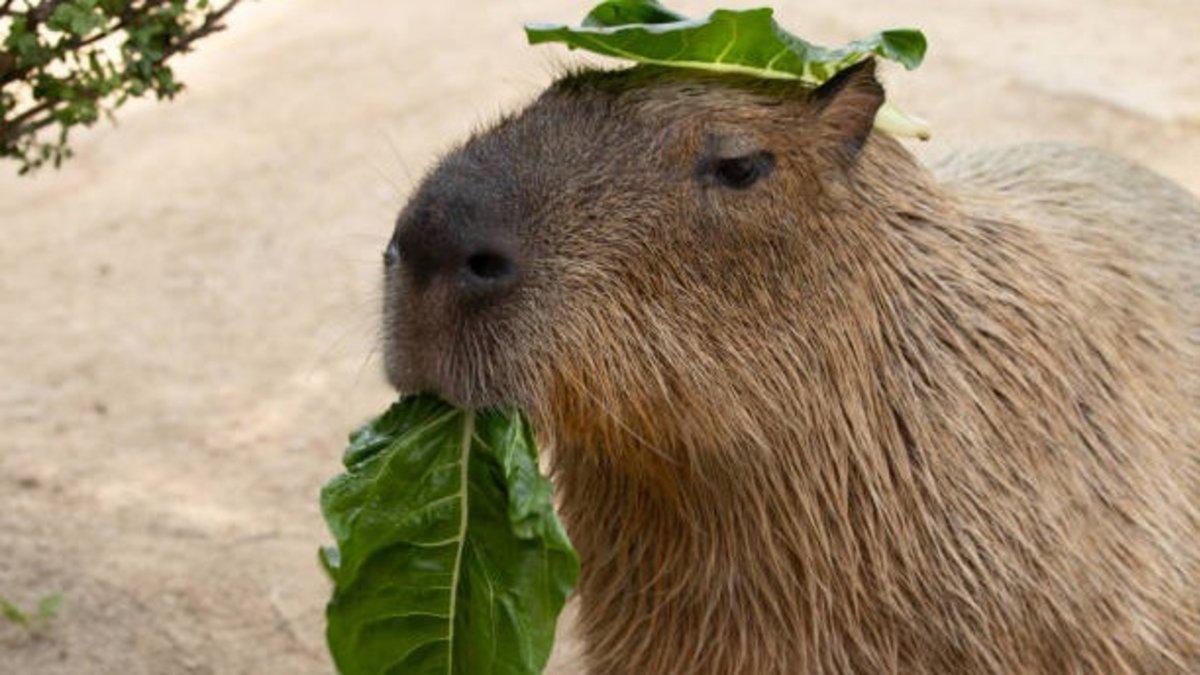 Día del capibara