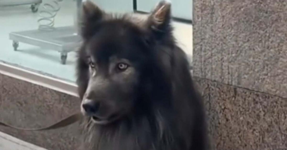 perro lobo parecido lobo