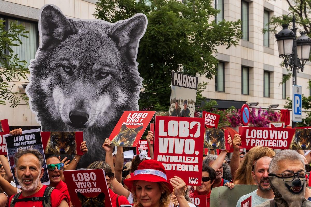 protección del lobo en España