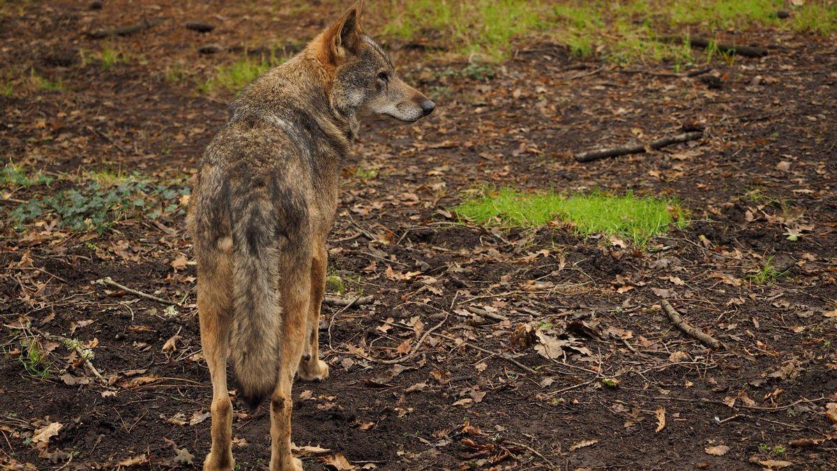 protestas protección del lobo