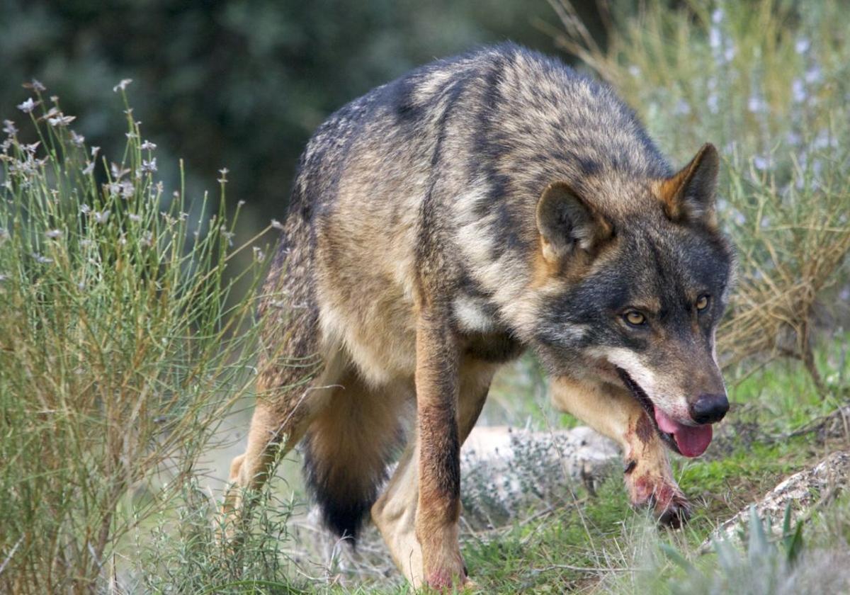 censo del lobo ibérico