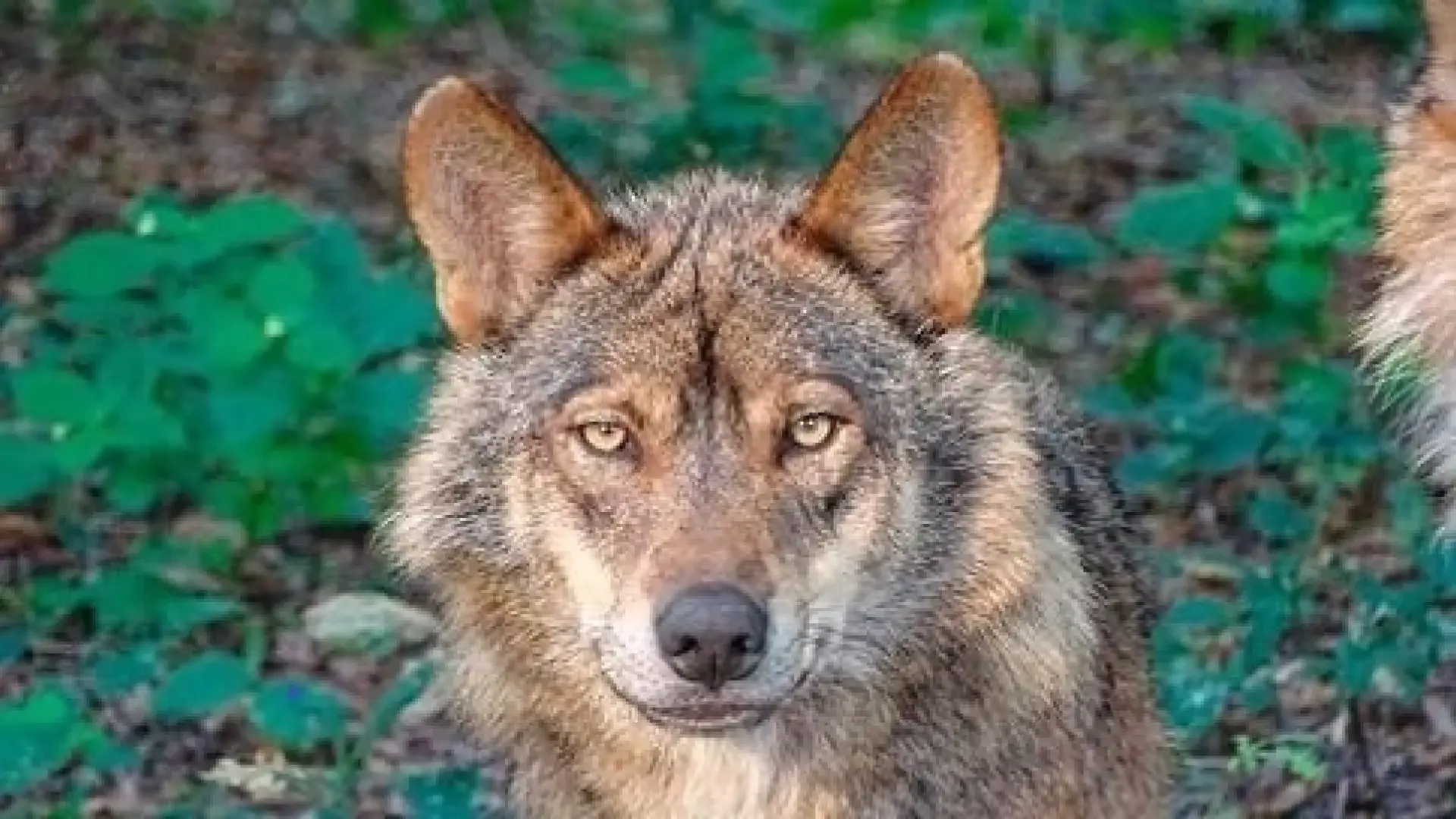 debate político protección del lobo