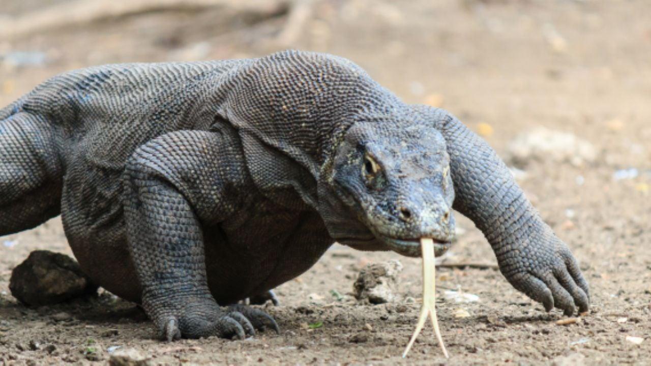 Reptil escamoso y datos curiosos