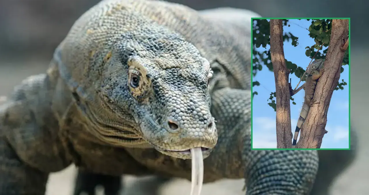 Lagarto en su hábitat