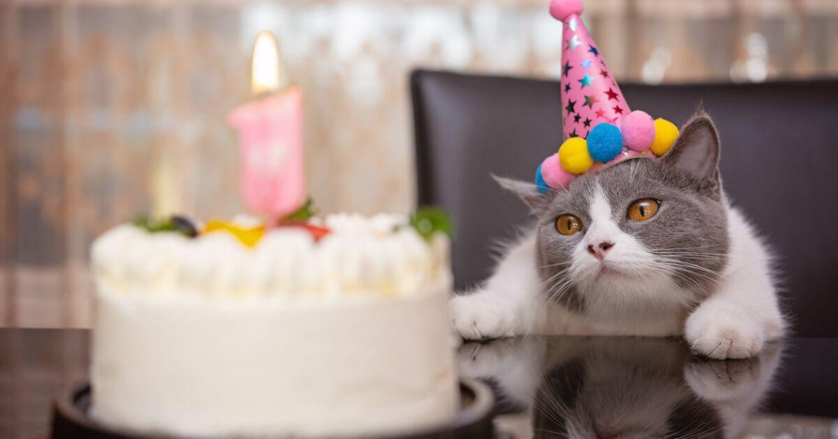 Alergias a los gatos