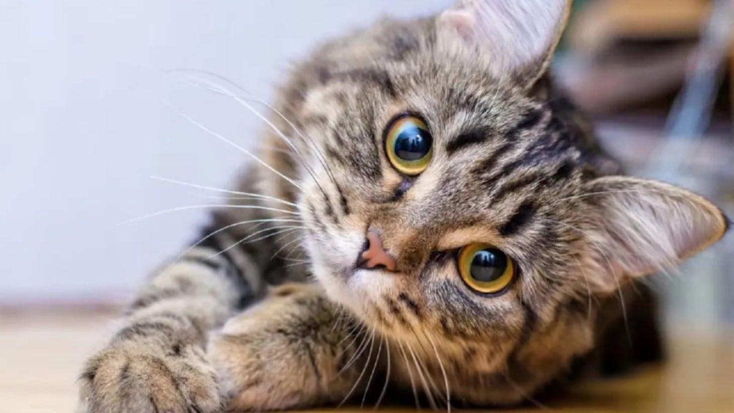 Día Internacional del Gato