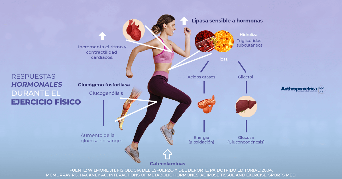 hormonas del-enfado y metabolismo
