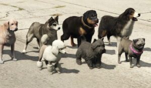 Mascotas en GTA 6