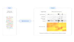 La IA AlphaGenome de Google DeepMind predice el impacto de las variaciones en el ADN