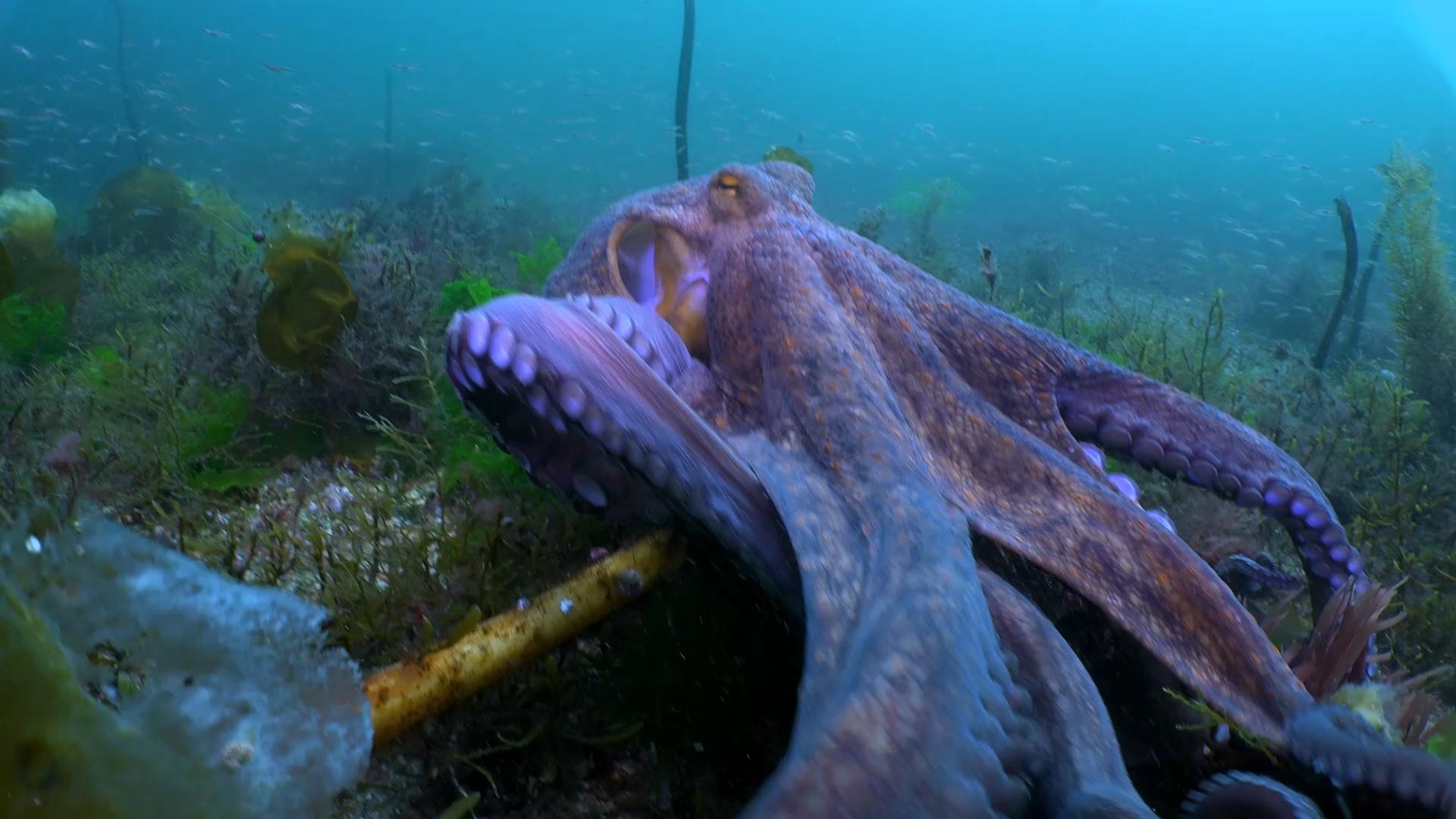 Anatomía básica del pulpo