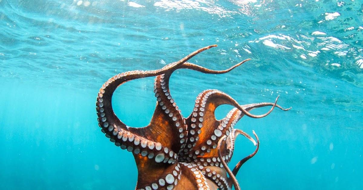 Hábitat marino del pulpo