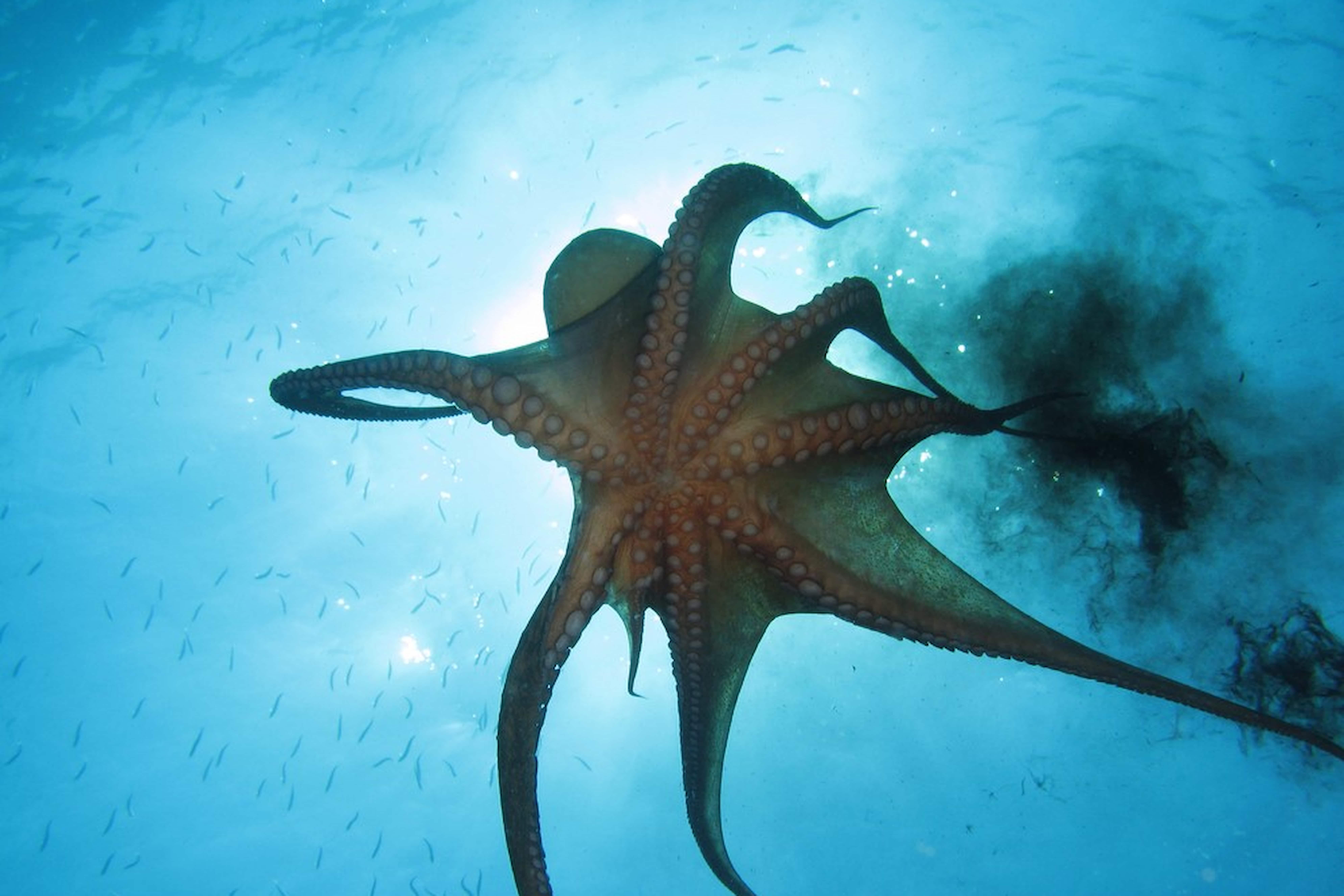 Tipos y grupos de pulpo Tipos y grupos de pulpo