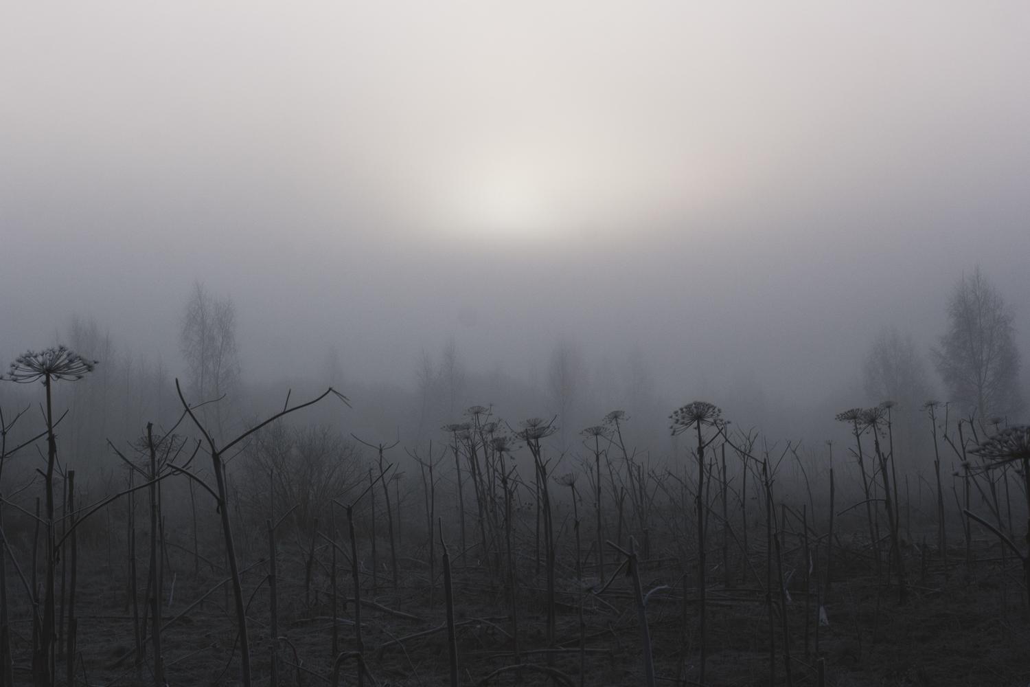 Paisaje misterioso con árboles secos envueltos en niebla, representando la atmósfera opresiva de Hell is Us