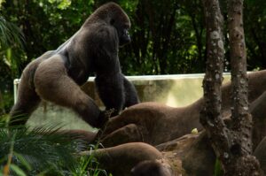 Un gorila imponente caminando en la selva, representando la fuerza bruta y el dominio de Donkey Kong.