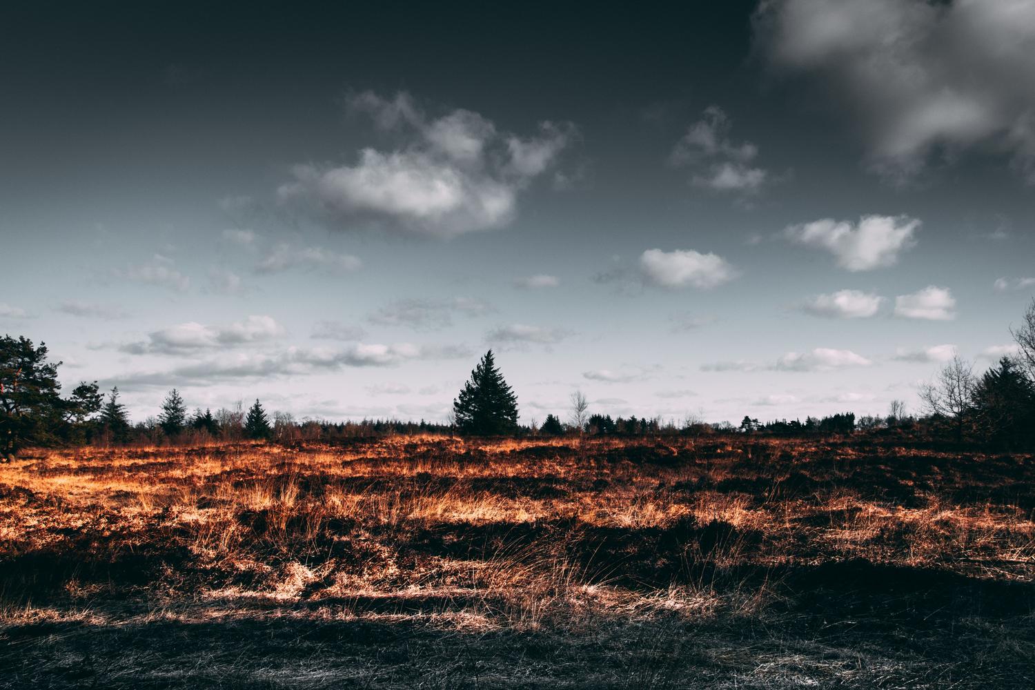 Campo quemado con árboles silueteados bajo un cielo tormentoso, ilustrando la desolación del escenario post-pandémico. Campo quemado con árboles silueteados bajo un cielo tormentoso, ilustrando la desolación del escenario post-pandémico.