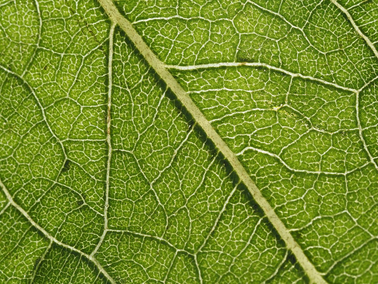 Fotografía macro detallada de las nervaduras de una hoja verde, ejemplificando el uso del enfoque especializado en móviles.
