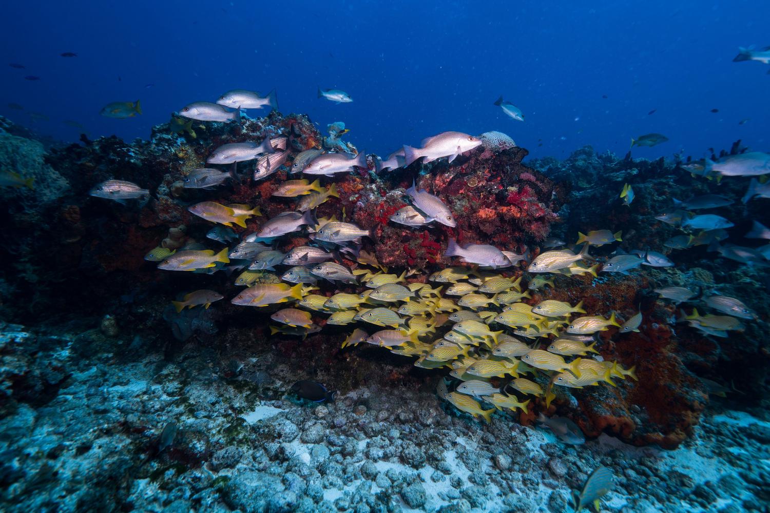 Bancos de peces multicolores nadando sobre un arrecife, representando la biodiversidad marina del DLC.
