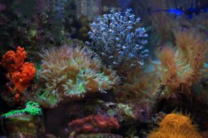 Arrecife de coral vibrante con colores bioluminiscentes que evocan el misterio de la Cuenca Coralina.