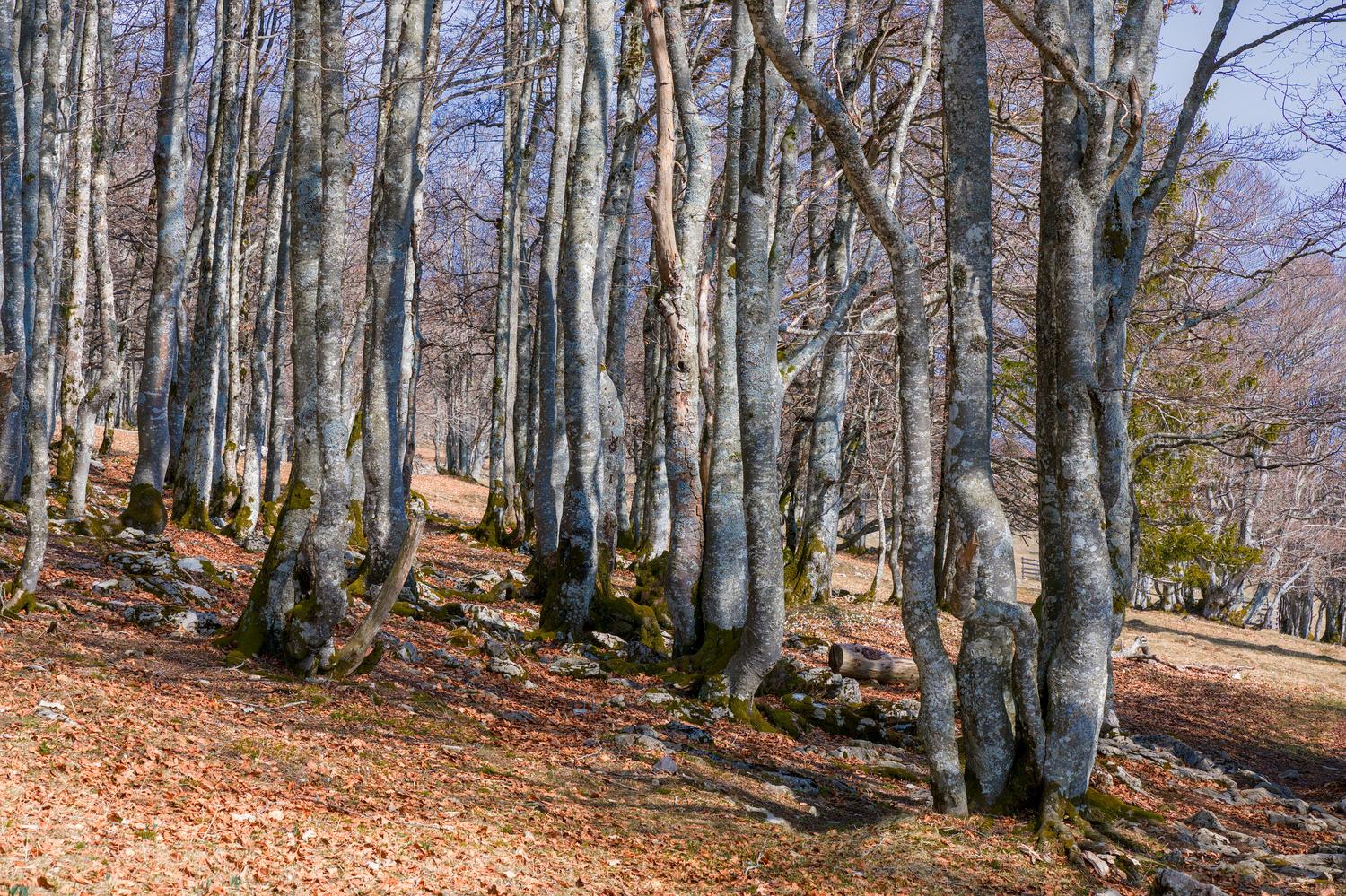 Vista serena del hayedo de Barcina en Oña durante el inicio de la primavera, destacando los troncos lisos y el suelo cubierto de hojas. Vista serena del hayedo de Barcina en Oña durante el inicio de la primavera, destacando los troncos lisos y el suelo cubierto de hojas.