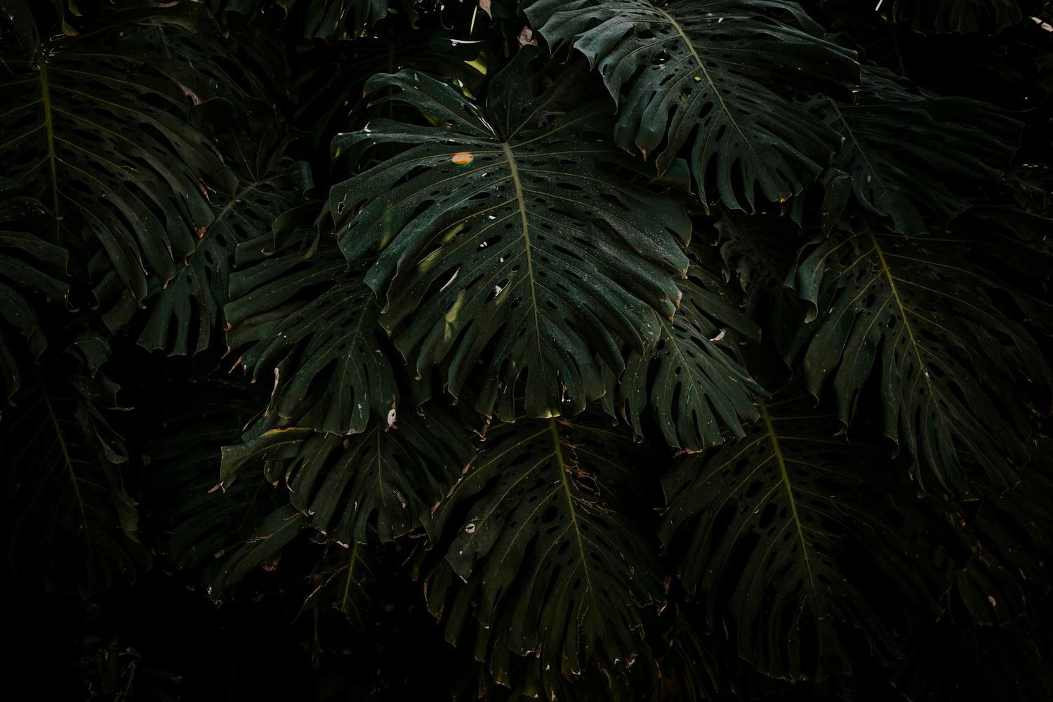 Primer plano detallado de hojas tropicales en la penumbra, resaltando la atmósfera asfixiante y exótica de la selva.
