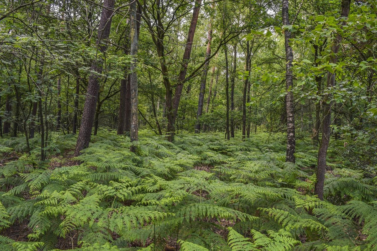 Vista de un bosque tropical denso e impenetrable con una iluminación oscura y misteriosa, ideal para un escenario de survival horror. Vista de un bosque tropical denso e impenetrable con una iluminación oscura y misteriosa, ideal para un escenario de survival horror.