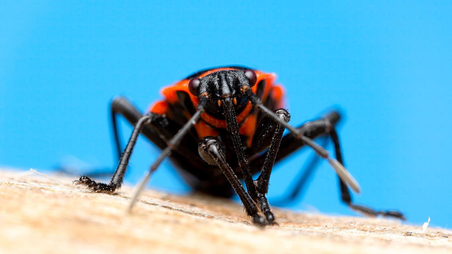 Primer plano detallado de un insecto rojo y negro, representando las criaturas que el filtro de Fire Emblem Fortune's Weave puede ocultar.