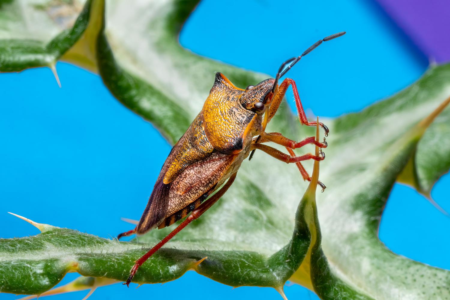 Imagen macro de un insecto colorido sobre una hoja verde, ejemplificando la fauna que algunos jugadores prefieren enmascarar.
