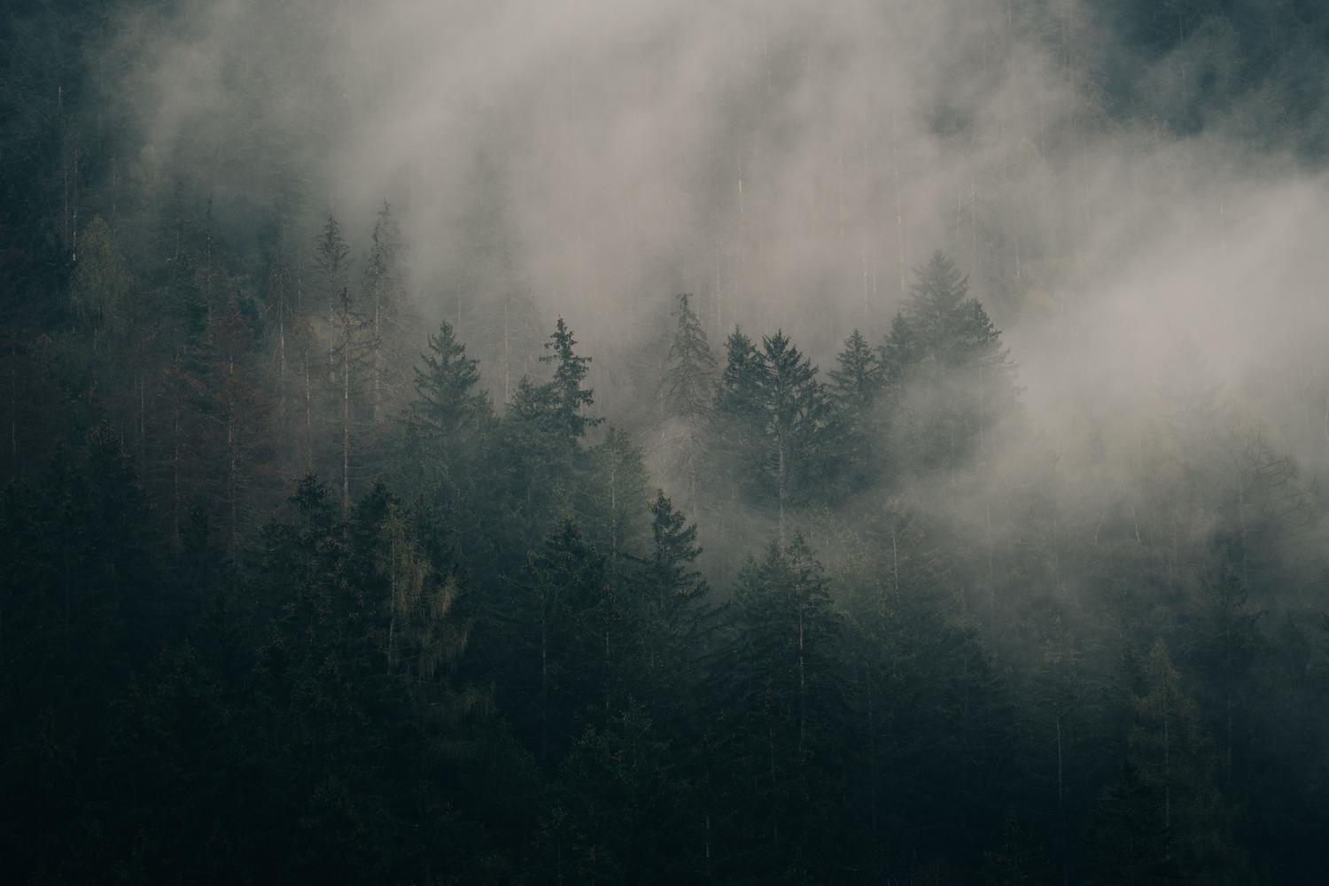 Bosque denso y misterioso envuelto en una niebla espesa, evocando la atmósfera de la Ruta del Héroe Niño y el Bosque Perdido.