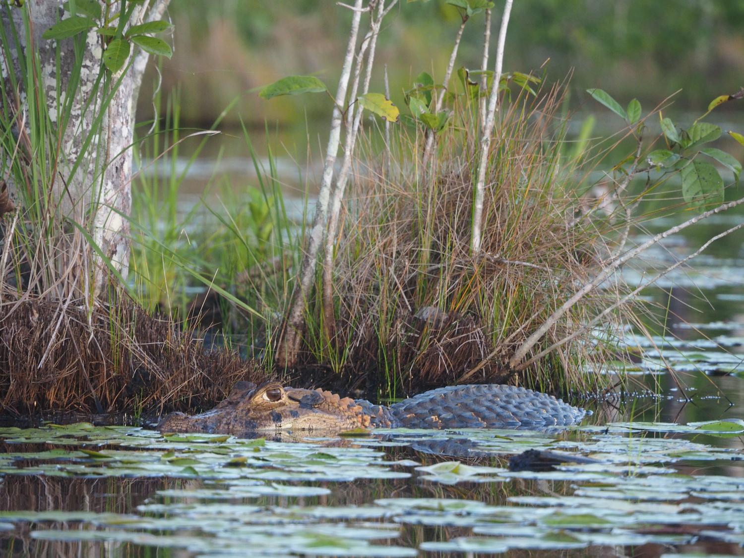 American alligator partially submerged in a lush wetland with lily pads, representing the Grassrivers region.