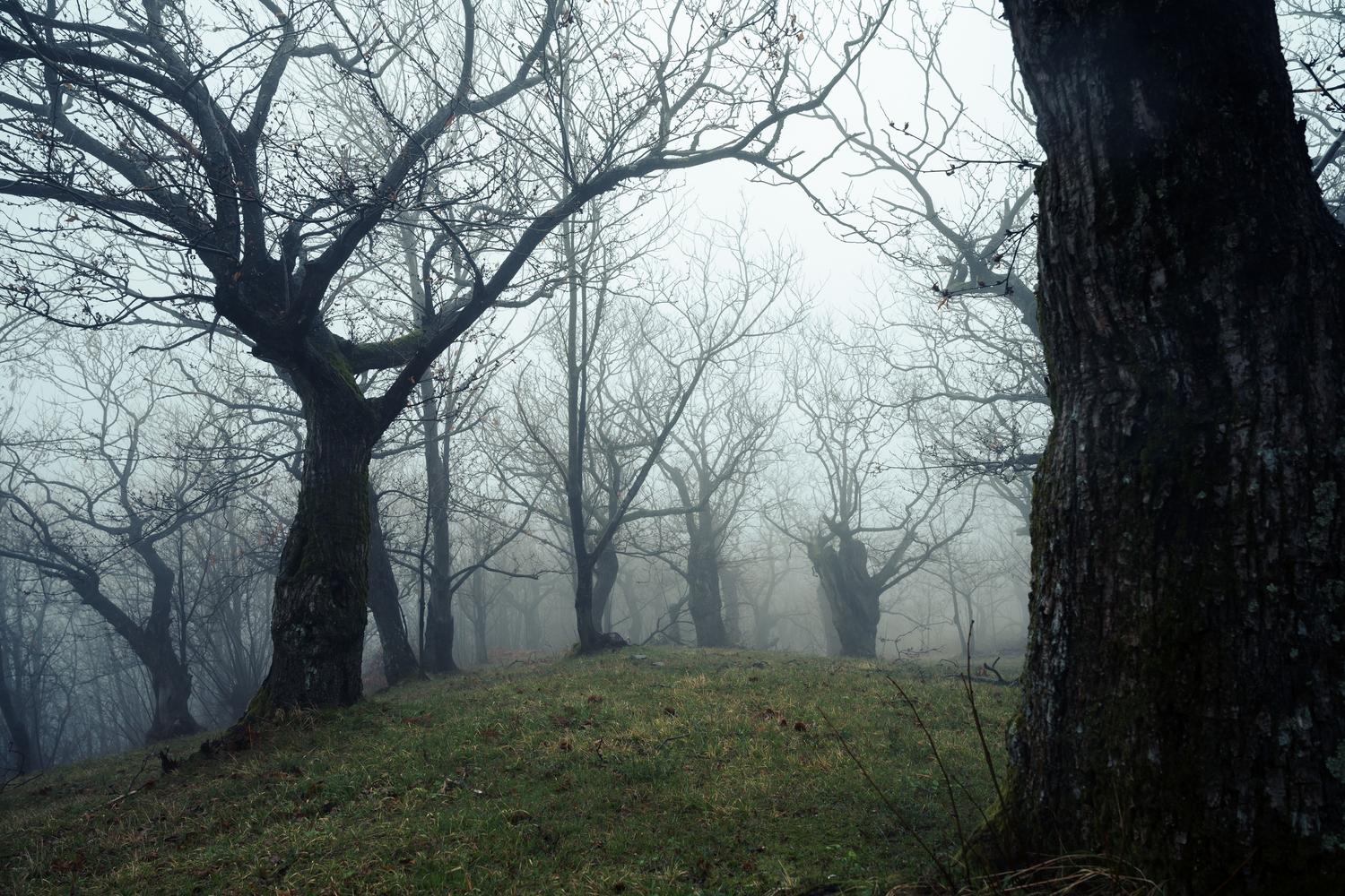 Bosque oscuro y neblinoso con árboles esqueléticos que evocan una atmósfera opresiva