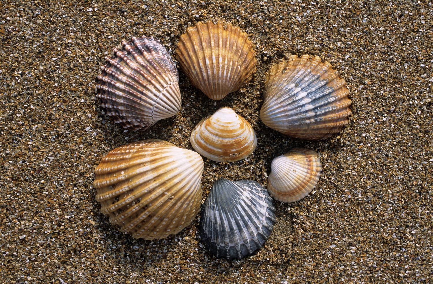 Variedad de conchas marinas dispuestas artísticamente sobre la arena de la playa como referencia natural para dibujar
