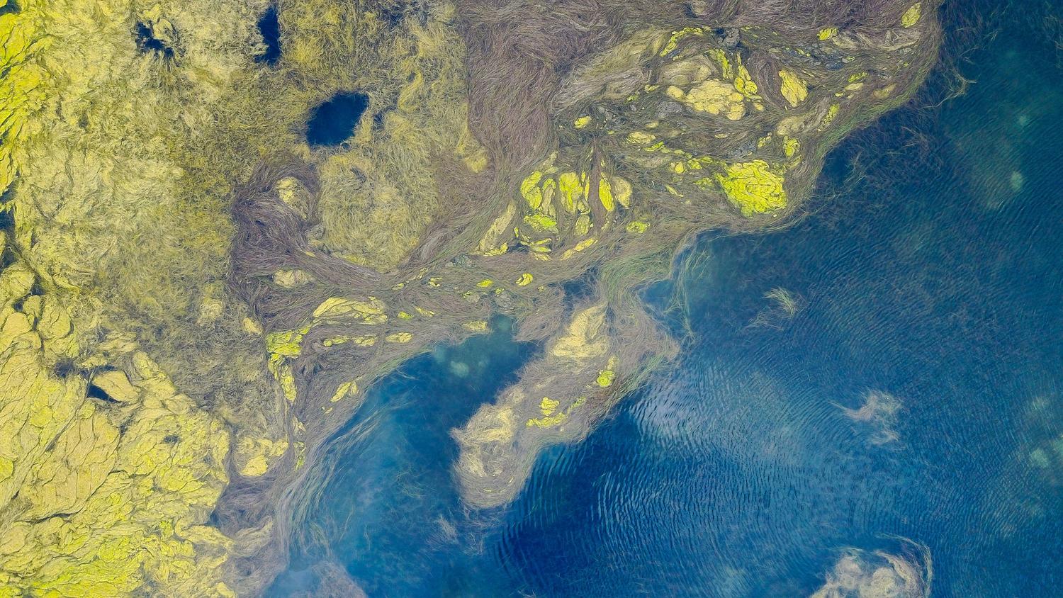 Patrones vibrantes de algas en aguas oceánicas capturados desde el aire.