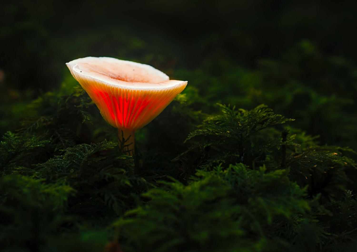 Hongo brillante en un bosque místico, evocando la exploración y los elementos mágicos del mundo de Genshin Impact.