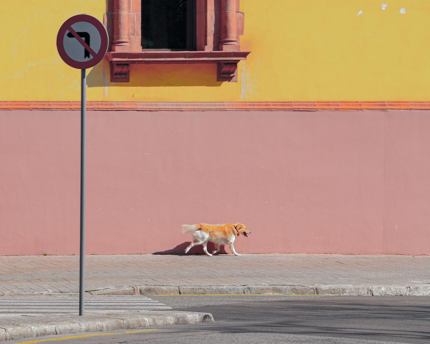 Un perro Golden Retriever caminando por una calle soleada, ejemplo visual de una palabra grave sin tilde.