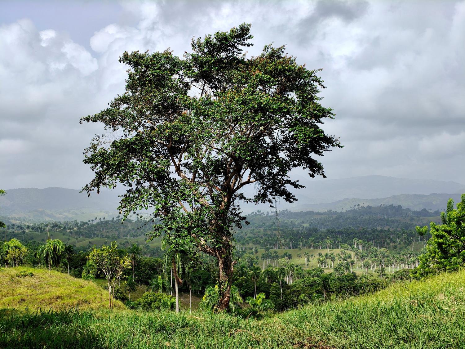 Un árbol solitario en un paisaje vasto, ejemplo visual de una palabra grave con tilde.