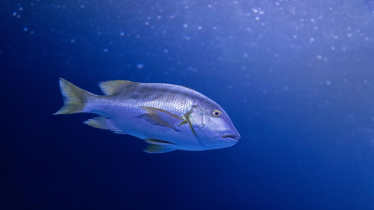 Un pez colorido nadando en aguas azules cristalinas, ejemplo visual de la palabra monosílaba pez.
