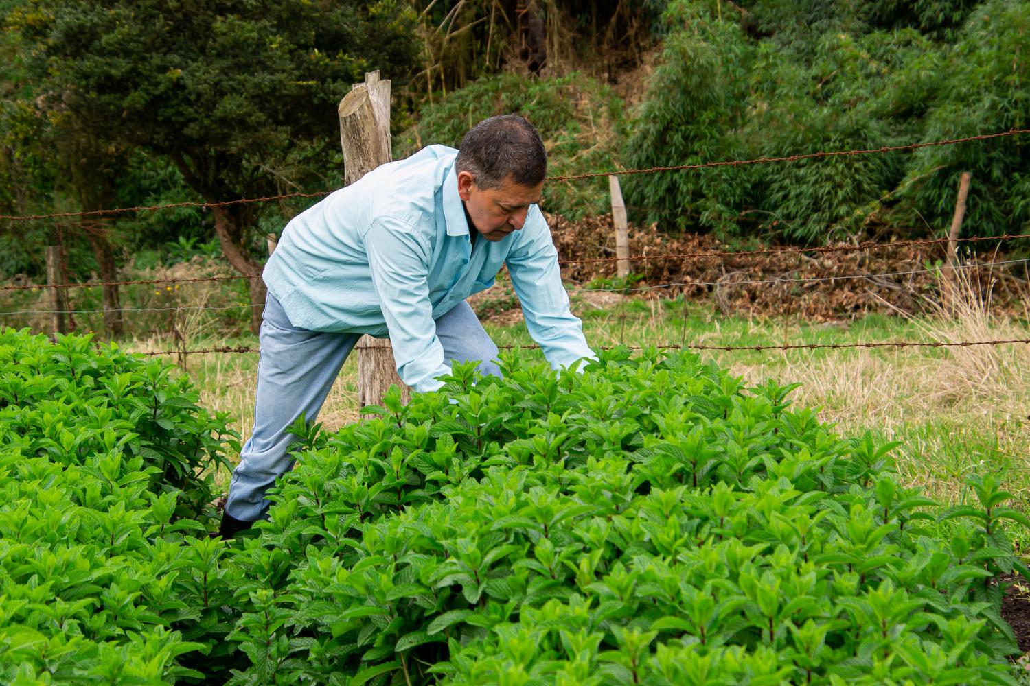 Agricultor cuidando cultivos de forma manual, ilustrando la agricultura regenerativa y orgánica sostenible.