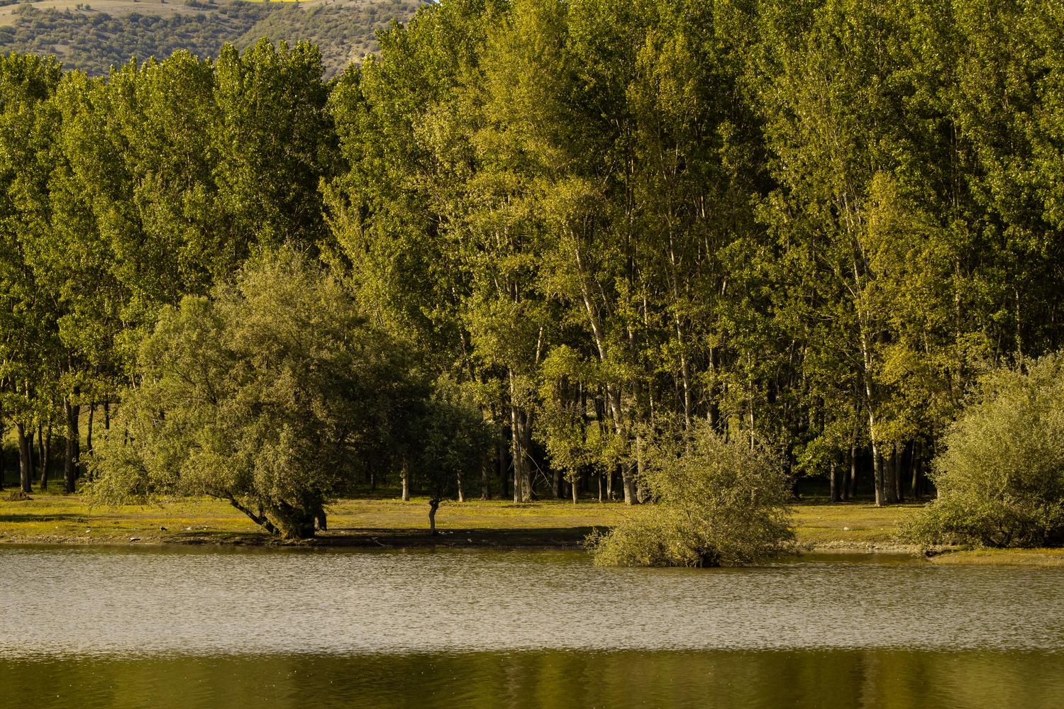 Paisaje donde un lago se encuentra con un bosque denso, representando un ecotono o zona de transición entre ecosistemas.