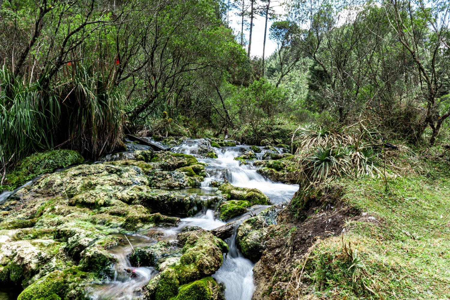 Arroyo de agua cristalina fluyendo sobre rocas con musgo en un entorno forestal, ejemplo de ecosistema dulceacuícola. Arroyo de agua cristalina fluyendo sobre rocas con musgo en un entorno forestal, ejemplo de ecosistema dulceacuícola.